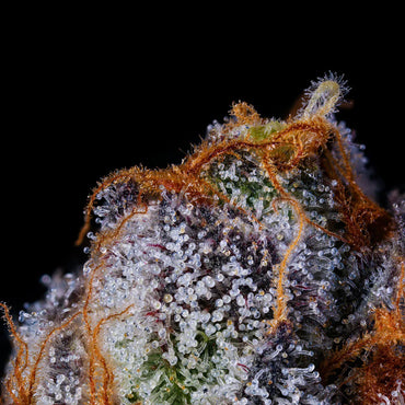 Wizard Trees - RAINBOW RUNTZ - Feminsiert