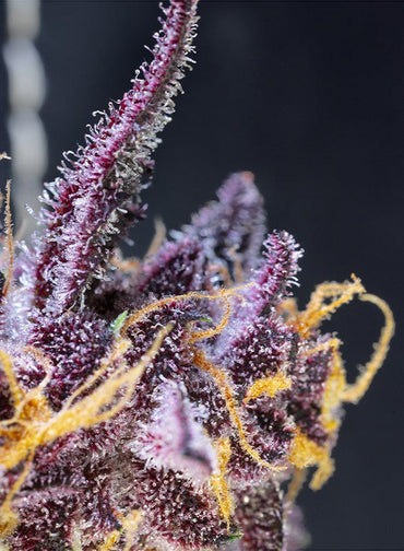 Sweetseeds - Diablo Rojo XL Auto®