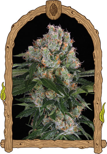 Exotic Seed - ARCTIC FLURRY - Feminsiert