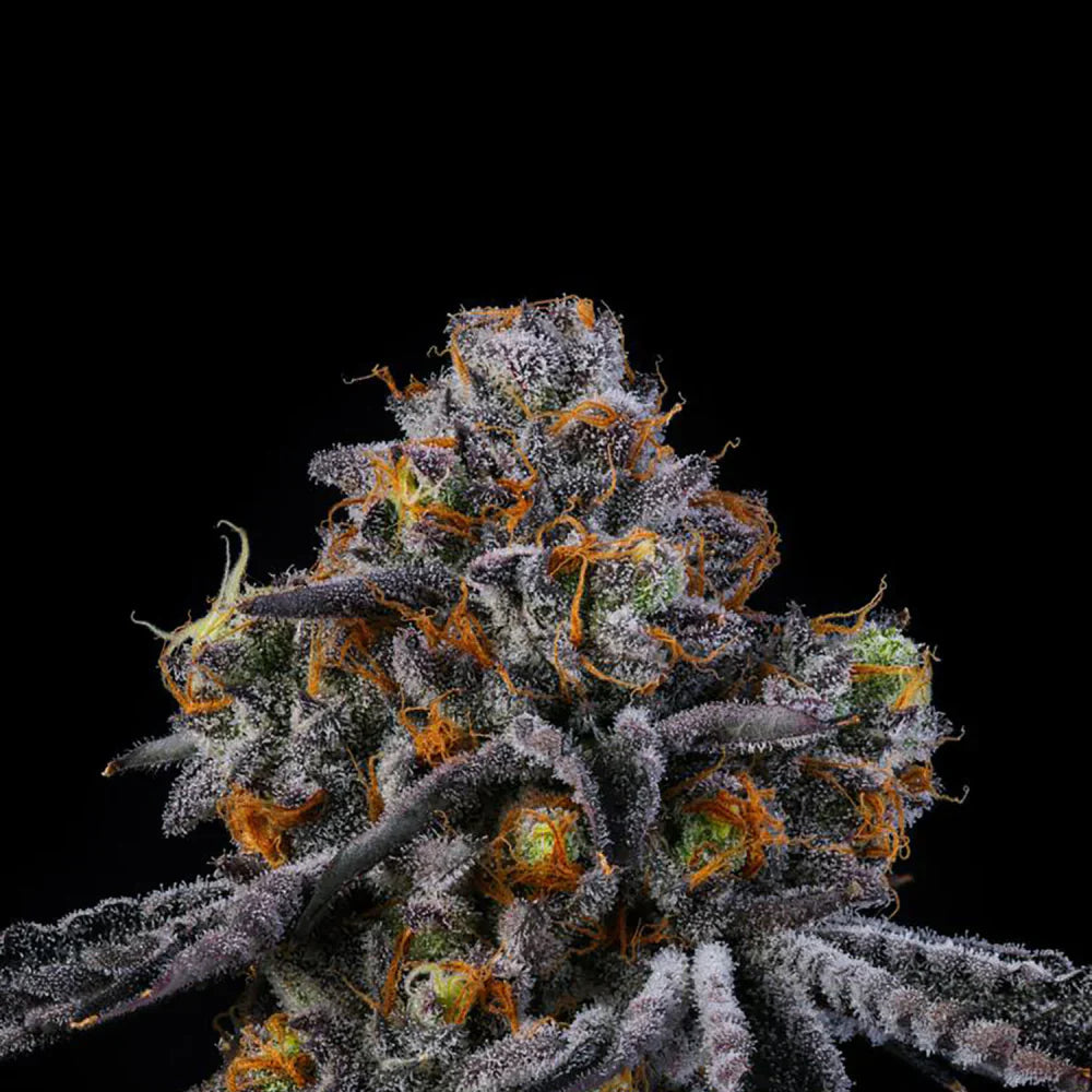 Wizard Trees - RODEO - Feminisiert