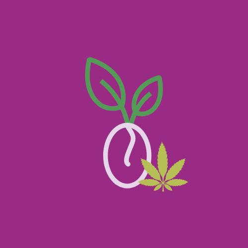 CBD-Samen
