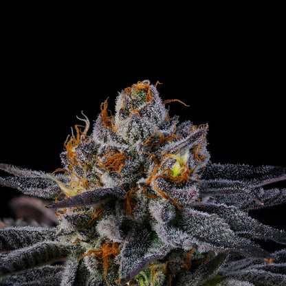 Wizard Trees - RAINBOW RUNTZ - Feminsiert