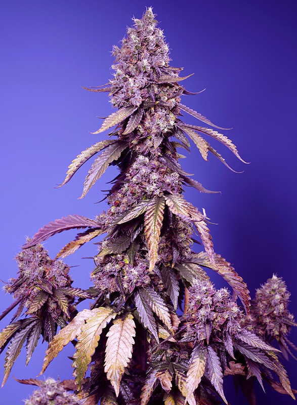 Sweetseeds - Black Muffin F1 Fast Version®