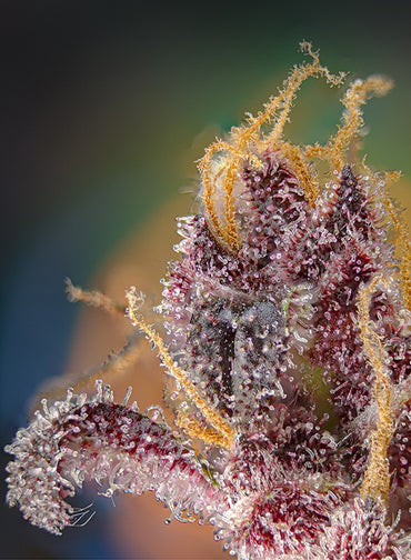 Sweetseeds - Black Muffin F1 Fast Version®