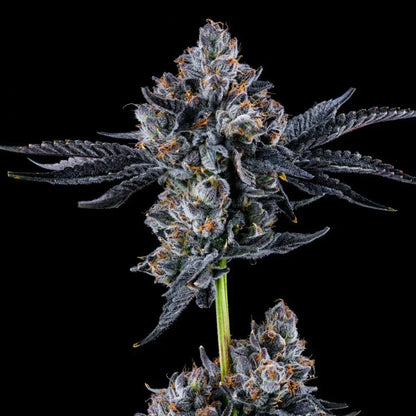 Wizard Trees - BROADWAY RUNTZ - Feminisiert