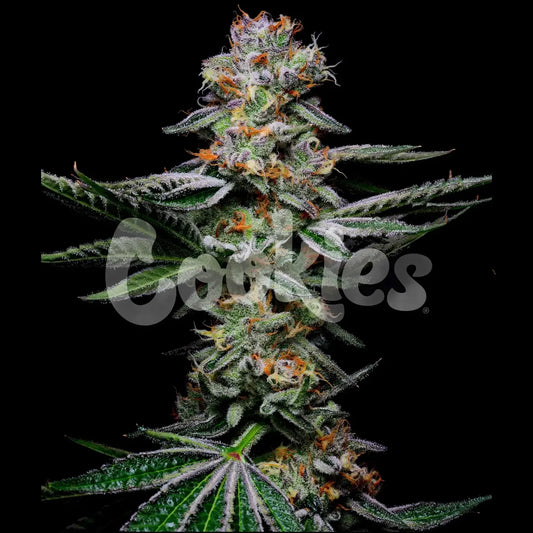 Cookies - GRAPEFRUITZ - Feminsiert