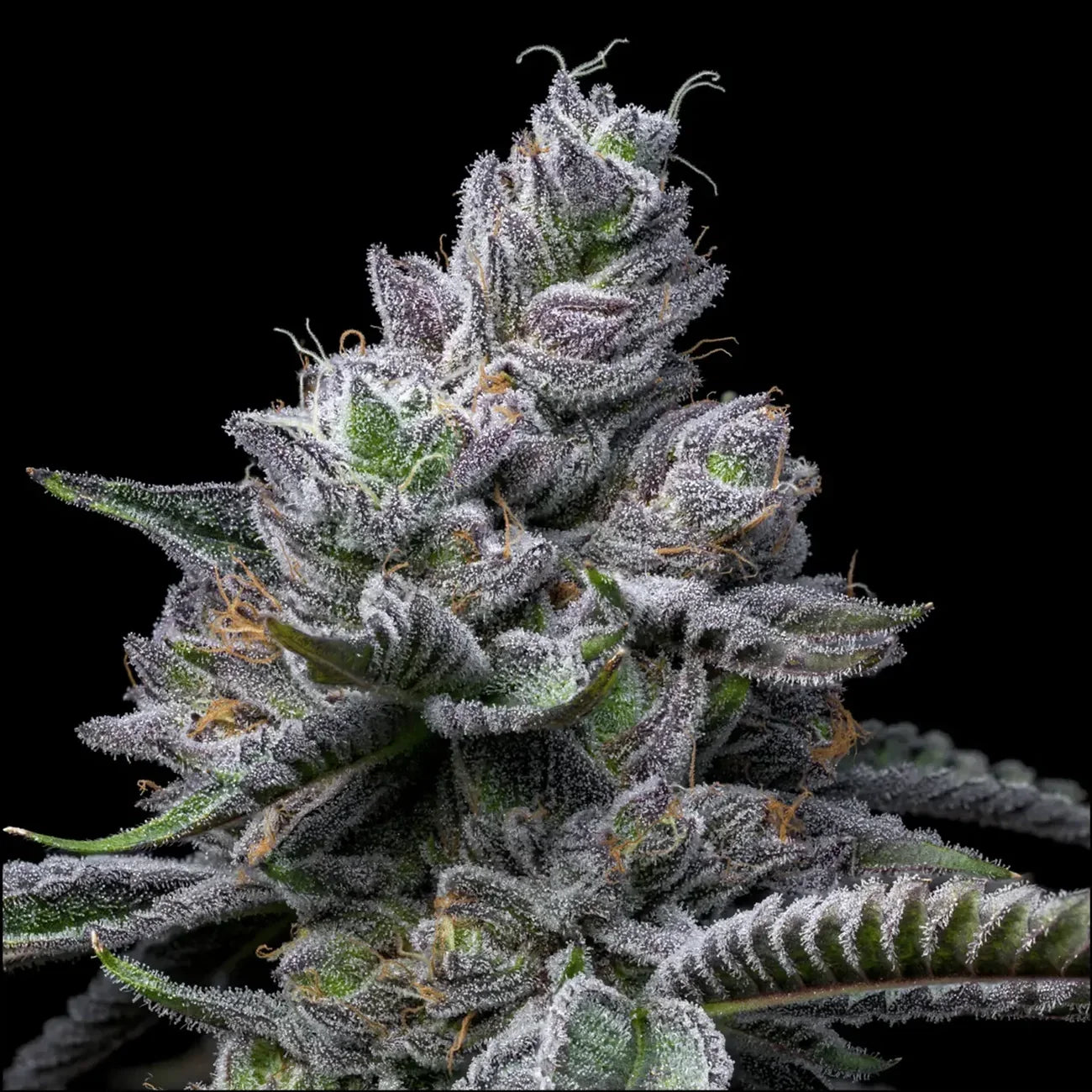 Cookies - RS11 X HOLLYWOOD - Feminisiert