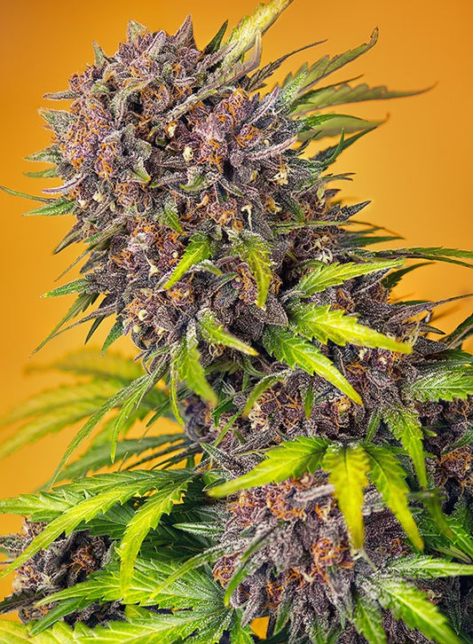 Sweetseeds - Diablo Rojo XL Auto®