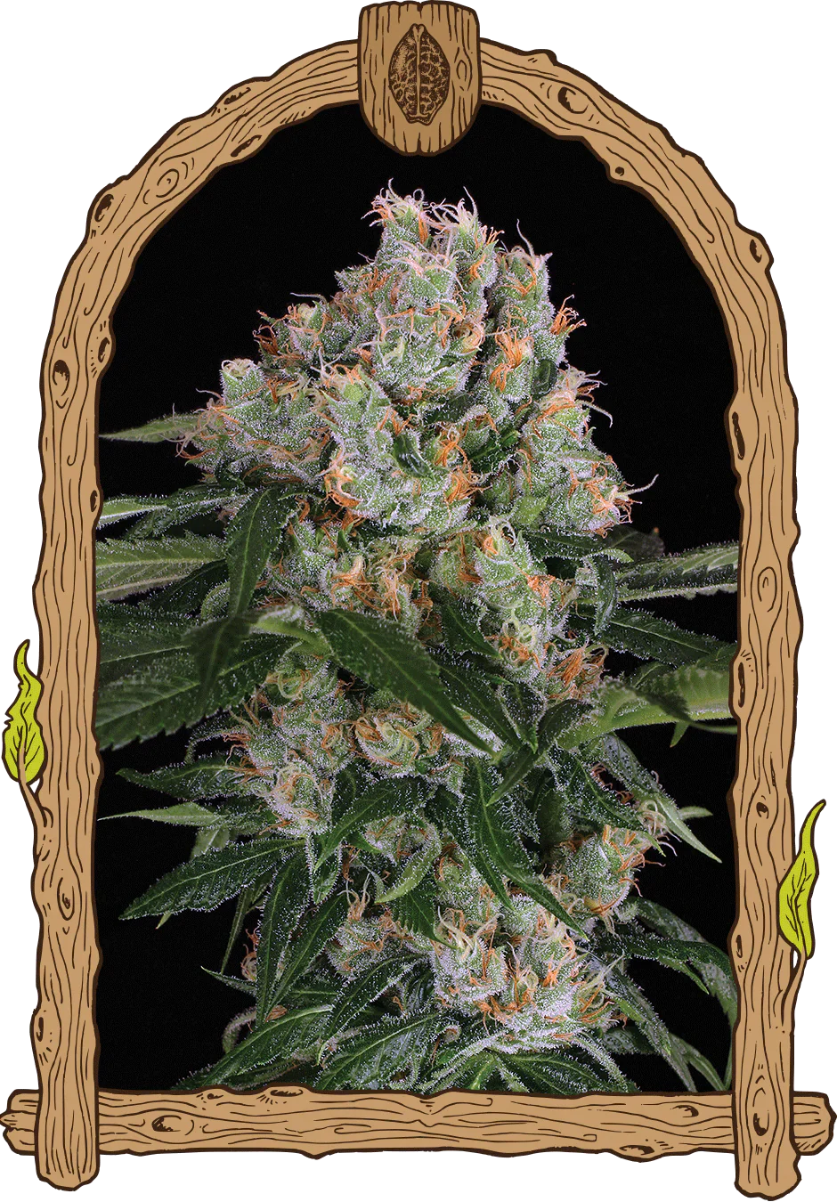 Exotic Seed - ARCTIC FLURRY - Feminsiert