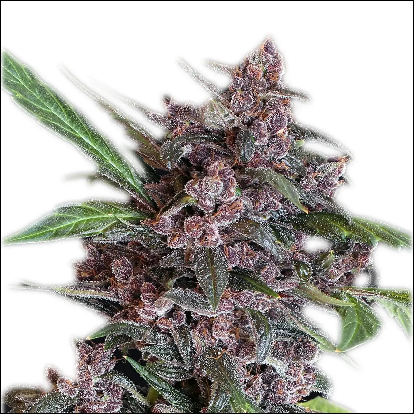 Exotic Seed - BLACK LEMON - Automatic