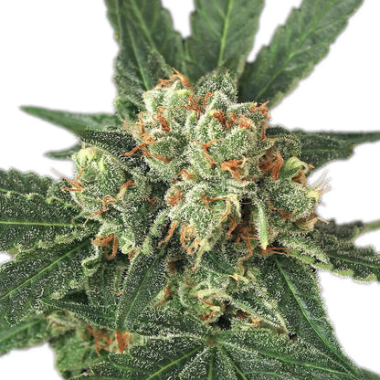 Exotic Seed - BLUE MONKEY - Feminisiert