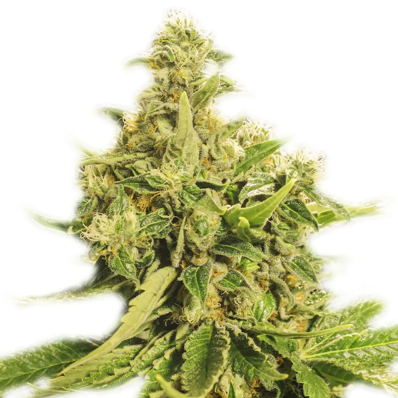 Exotic Seed - EXOTIC PURE CBG - Feminsiert