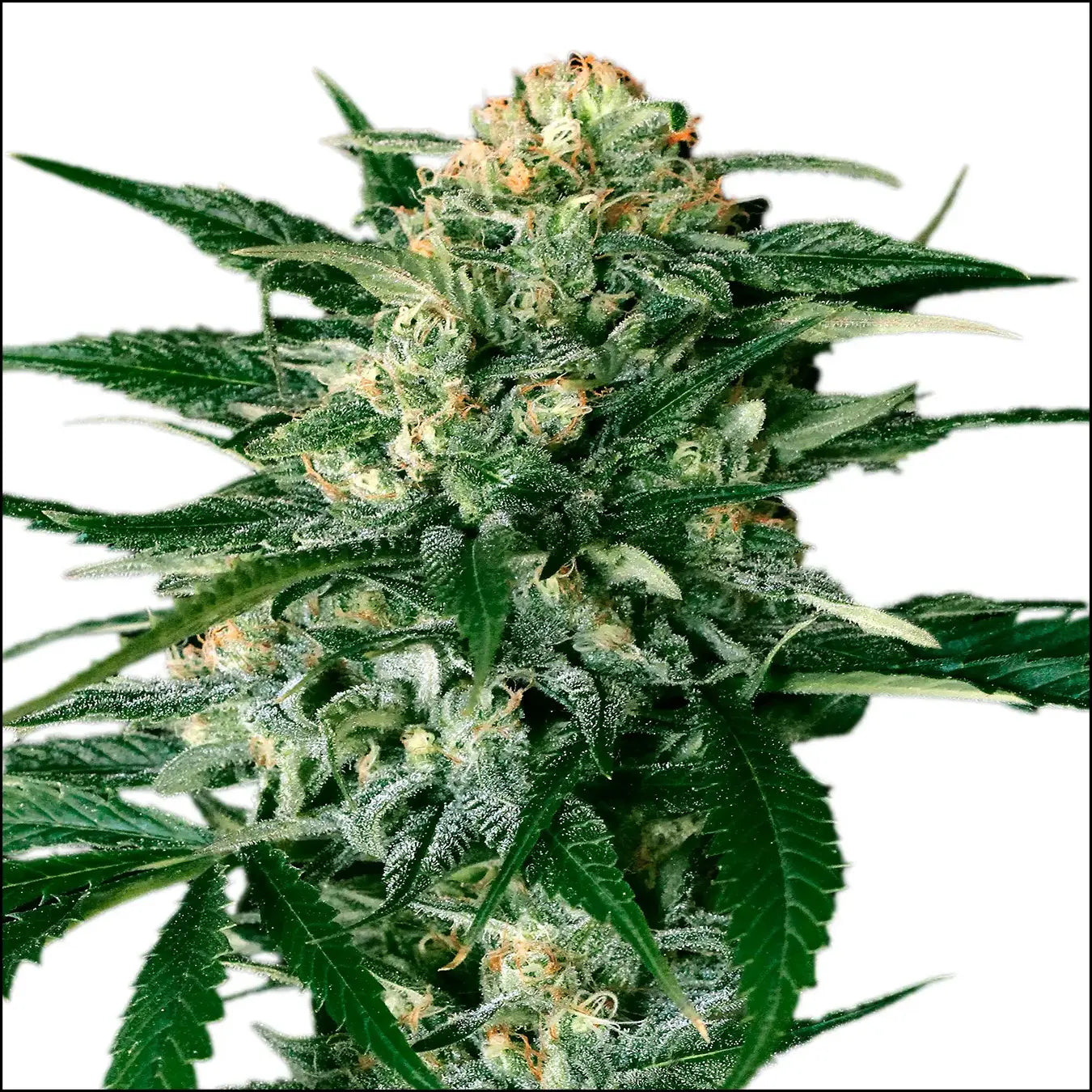 Exotic Seed - GIPSY WIDOW - Feminisert