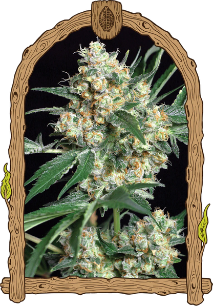 Exotic Seed - HONEY MINTS - Feminsiert