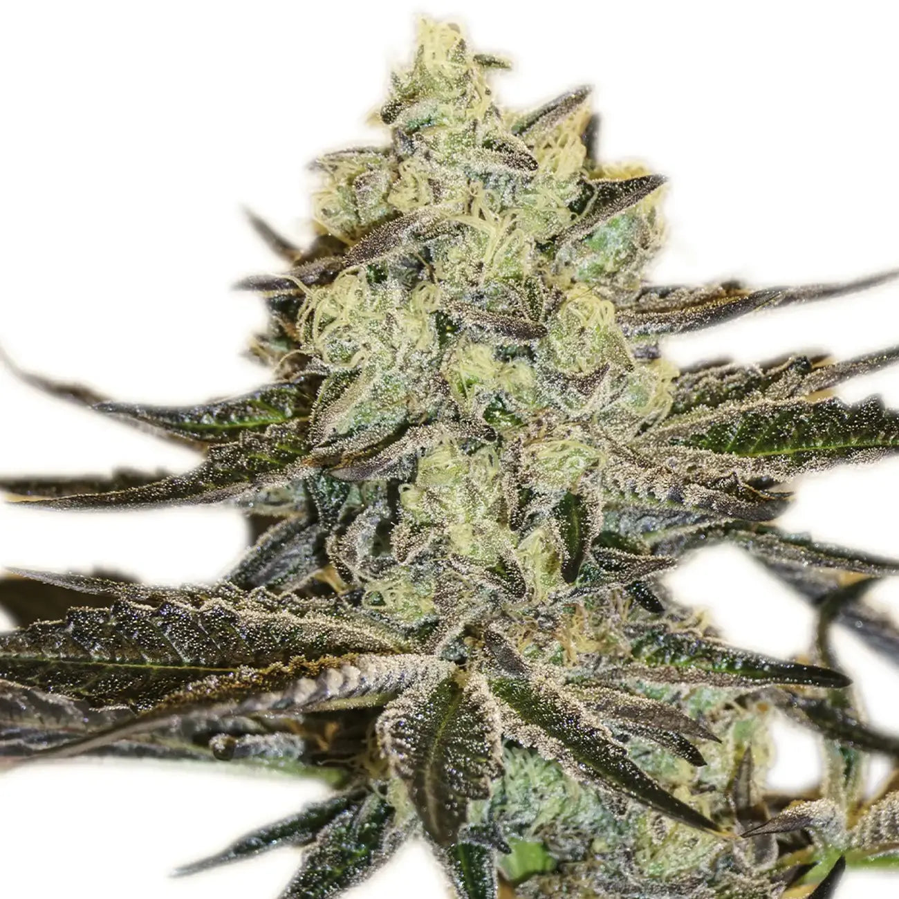 Exotic Seed - MALASANA GELATO - Feminsiert