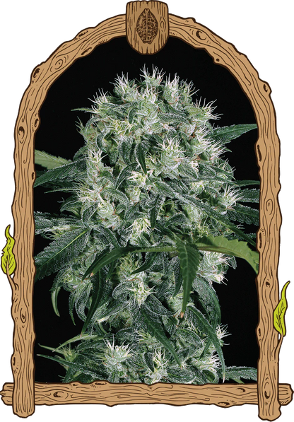 Exotic Seed - PINK HOKKAIDO - Feminsiert