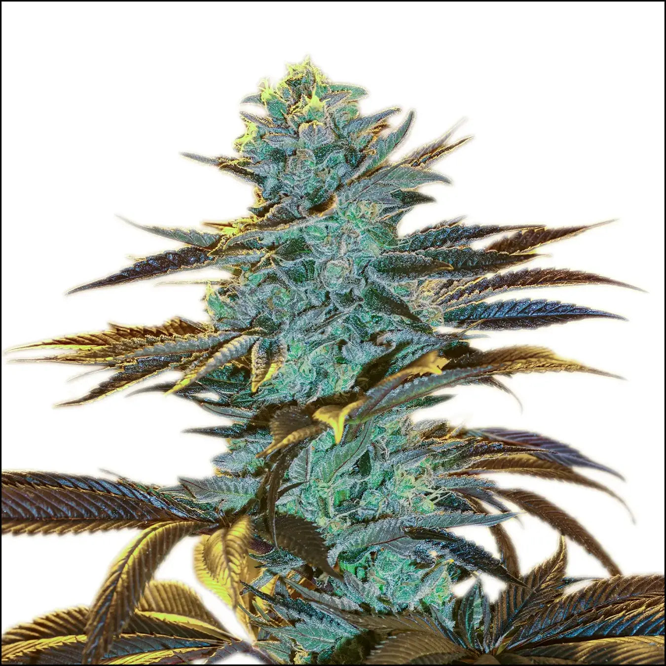 Exotic Seed - PURPLE MONKEY - Automatic