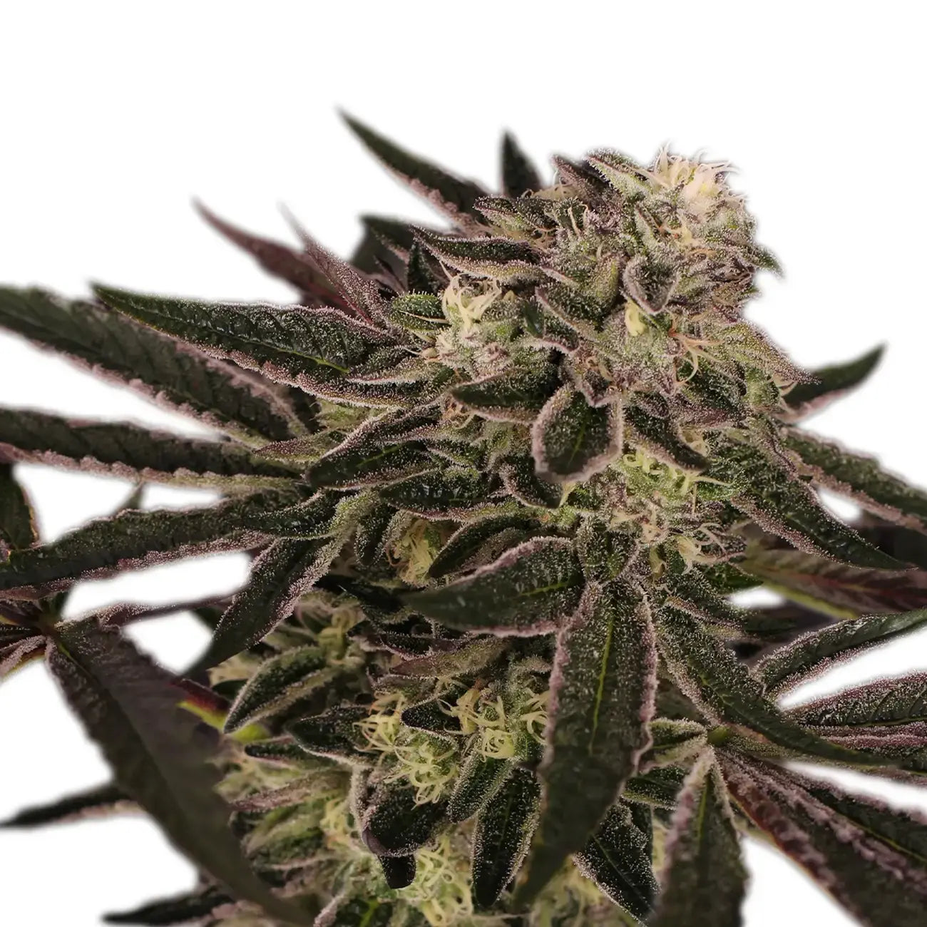 Exotic Seed - PURPLE SHOT - Feminsiert