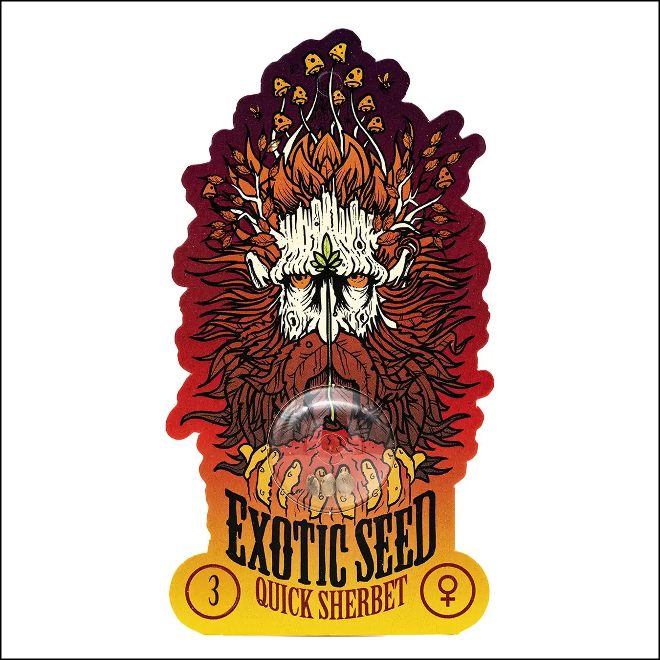 Exotic Seed - QUICK SHERBET - Feminsiert