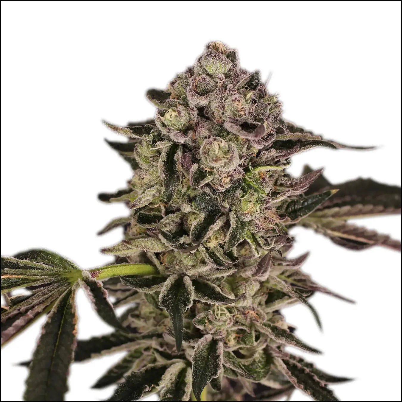 Exotic Seed - QUICK SHERBET - Feminsiert