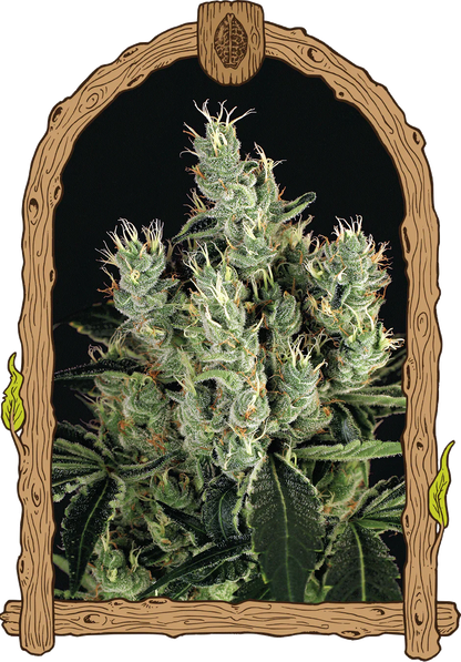Exotic Seed - TANGERINE BAND - Feminsiert