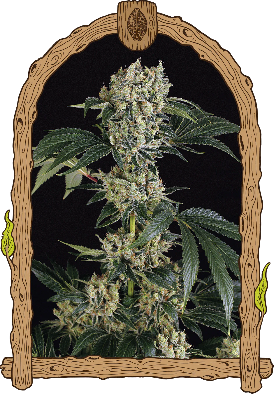 Exotic Seed - SUGAR LARRY - Feminsiert