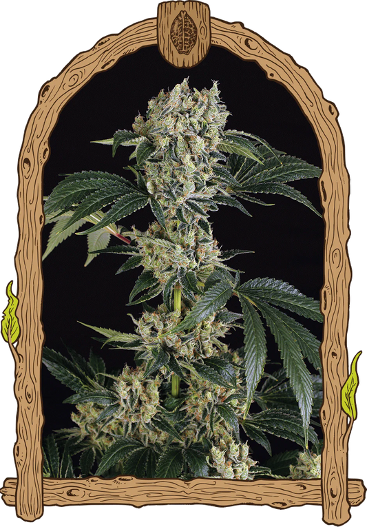 Exotic Seed - SUGAR LARRY - Feminsiert