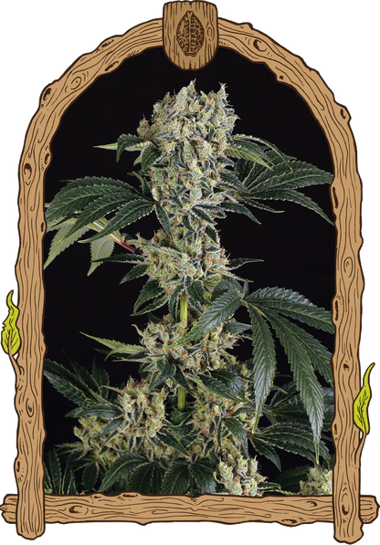 Exotic Seed - SUGAR LARRY - Feminsiert