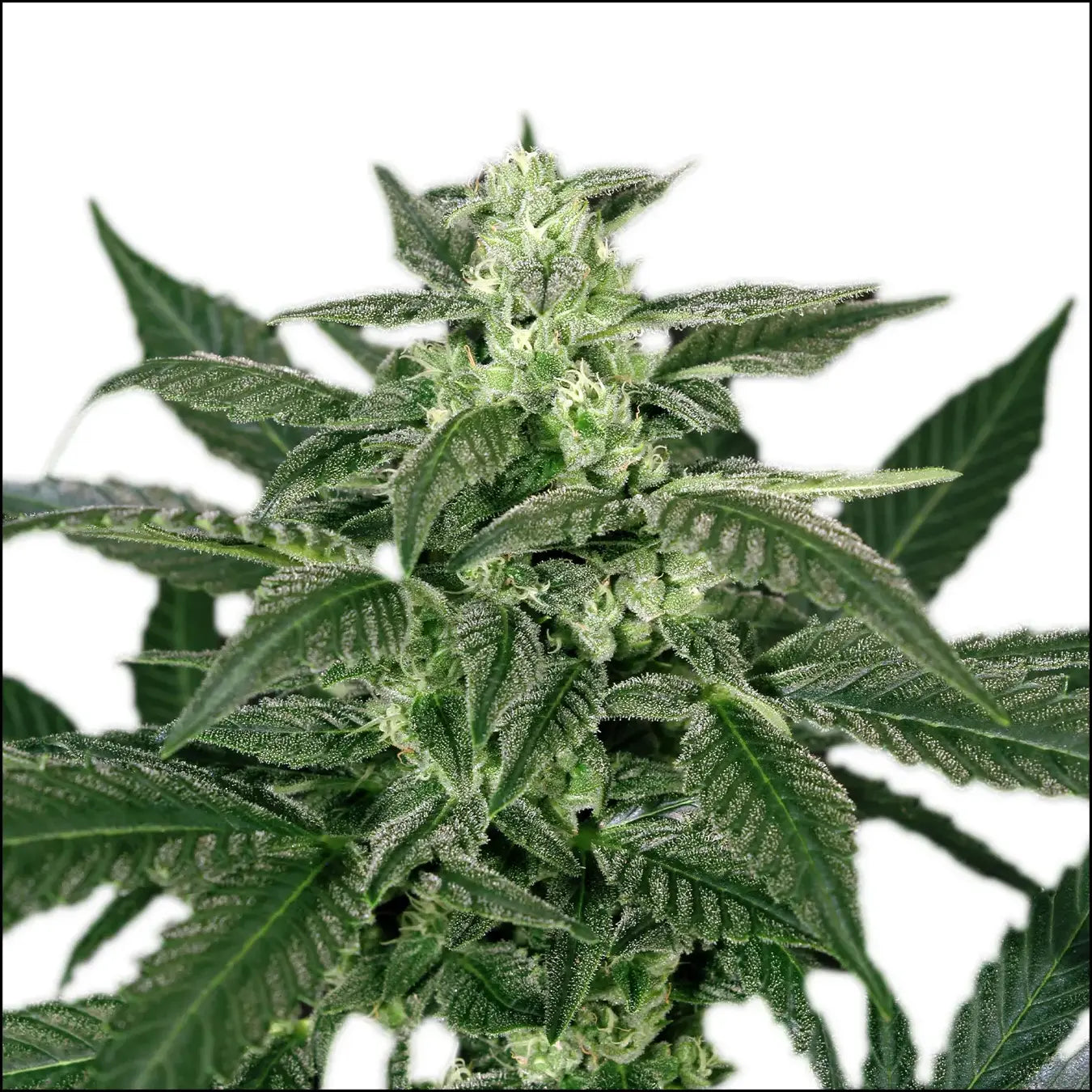 Exotic Seed - TRIPLE A - Automatic