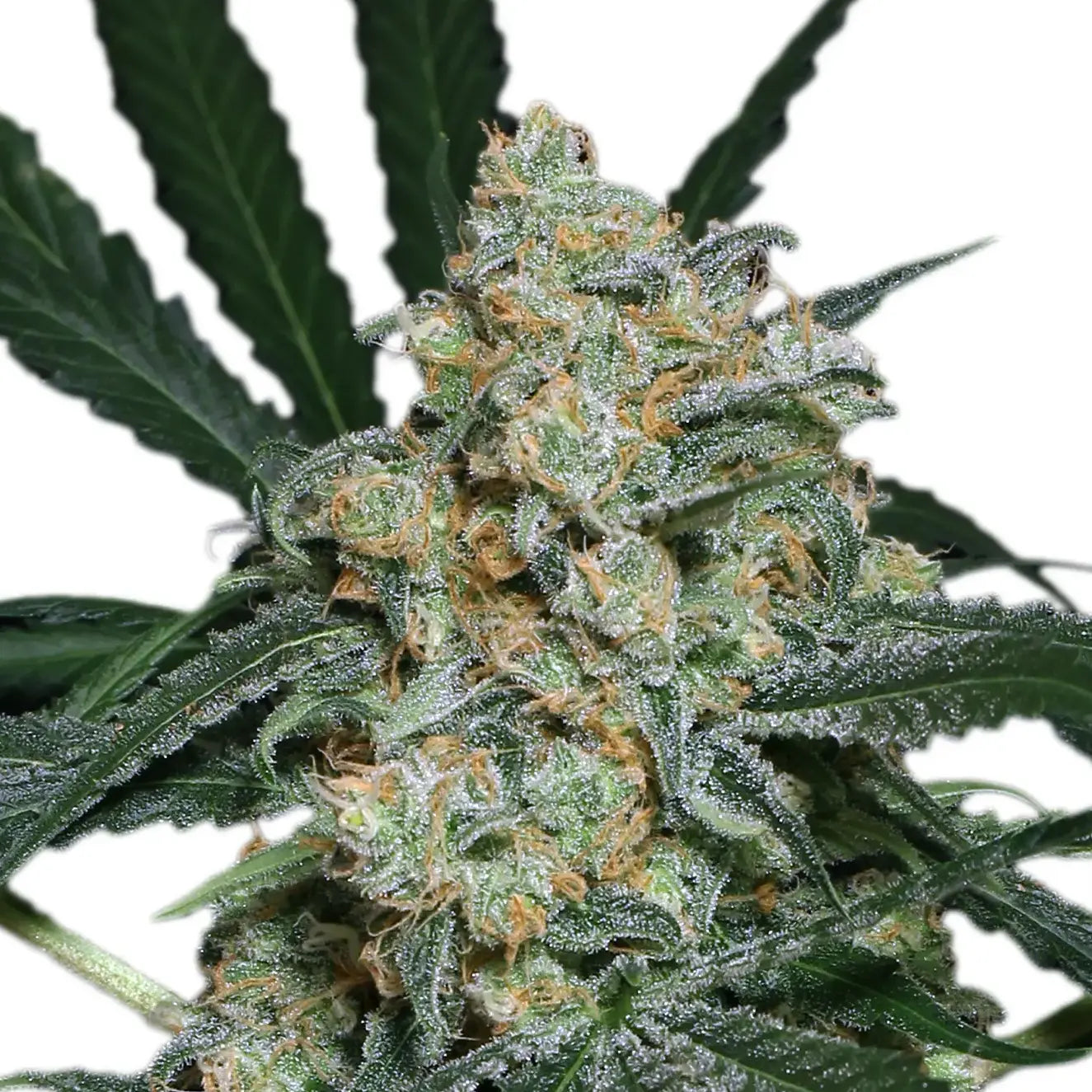 Exotic Seed - ZKITTALICIOUS - Automatic