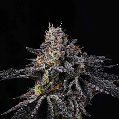 Wizard Trees - RAINBOW GELATO - Feminisiert