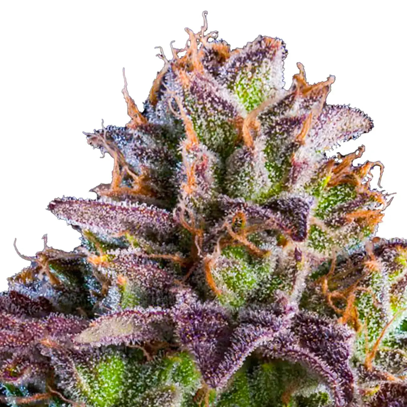 Ripper Seeds - K-MINTZ - Automatic