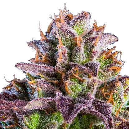 Ripper Seeds - K-MINTZ - Automatic