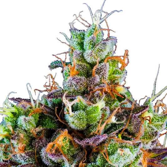 Ripper Seeds - SOUR RIPPER - Automatic