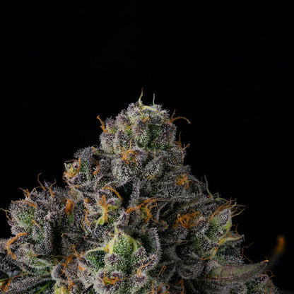 Wizard Trees - SHERBZ - Feminsiert