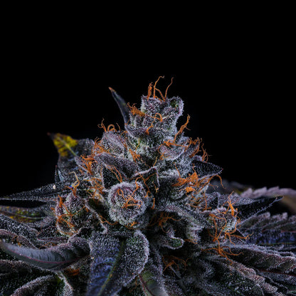 Wizard Trees - SHERBZOKA - Feminisiert