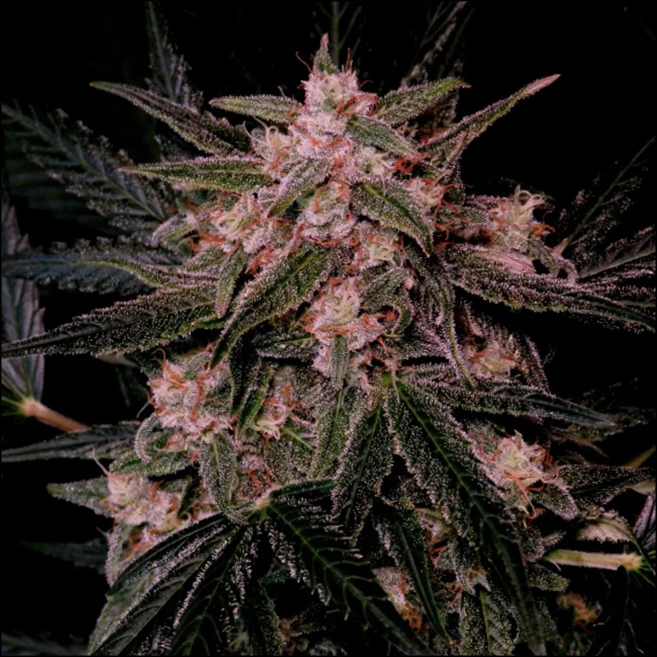 Super Sativa Seed Club - AUTO AK TRIPLE HAZE - Feminisiert