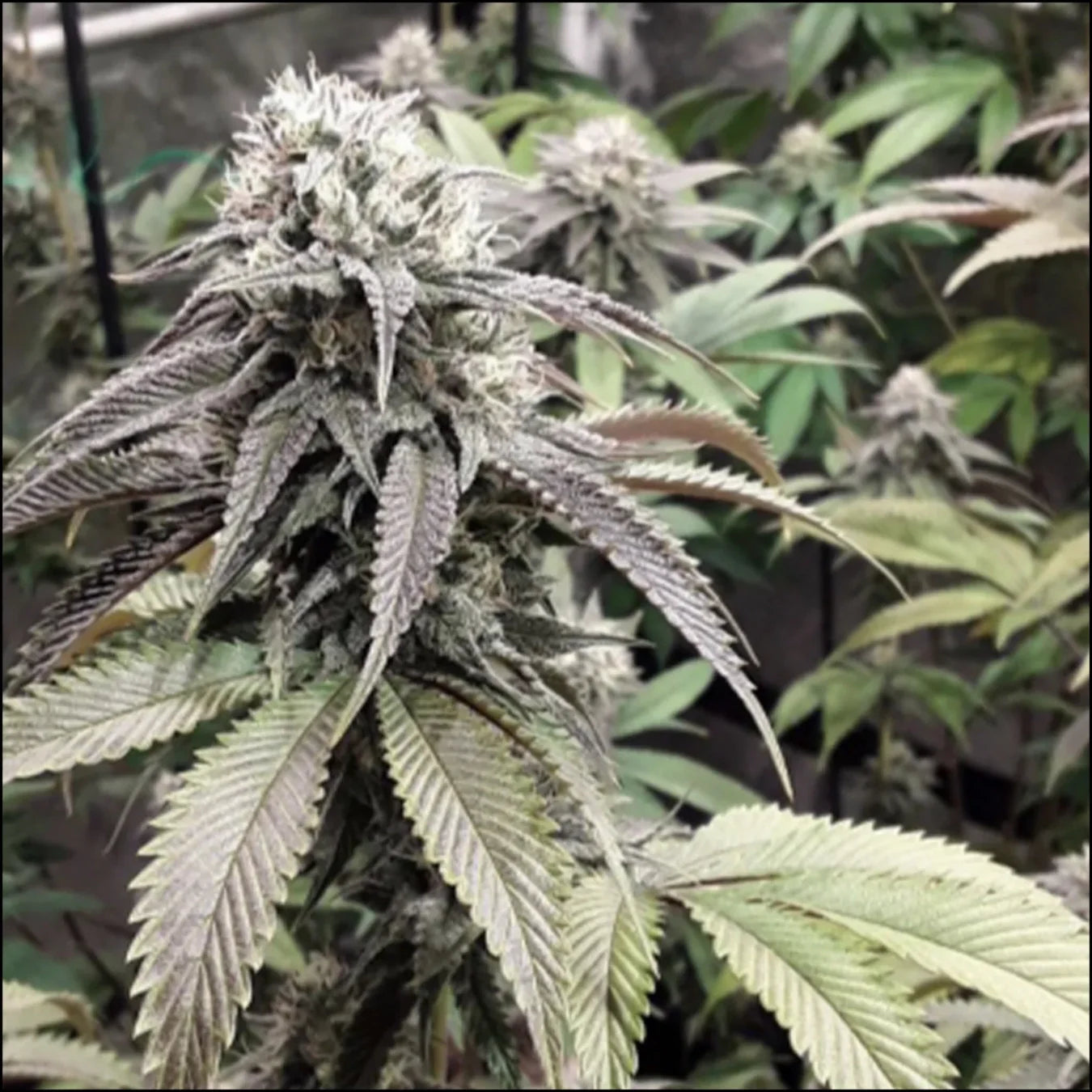 Super Sativa Seed Club - STRAWBERRY COOKIES - Feminisiert