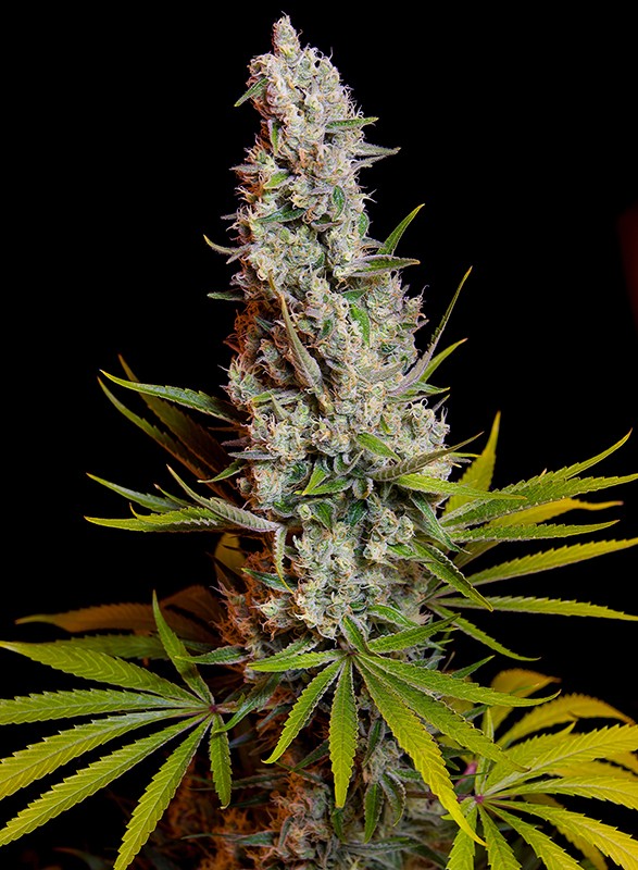 Sweetseeds - Sweet Cheese®