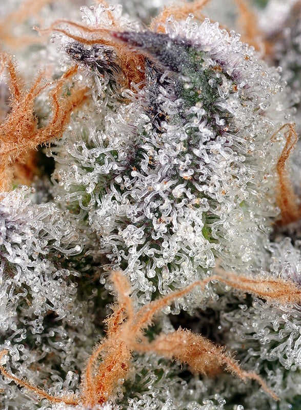 Sweetseeds - Sweet Cheese®